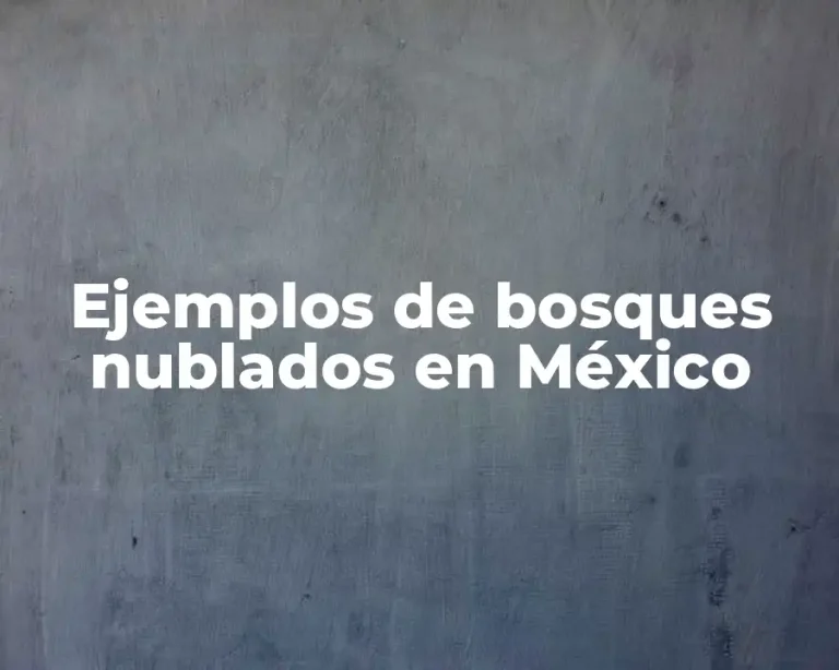 Ejemplos de bosques nublados en México