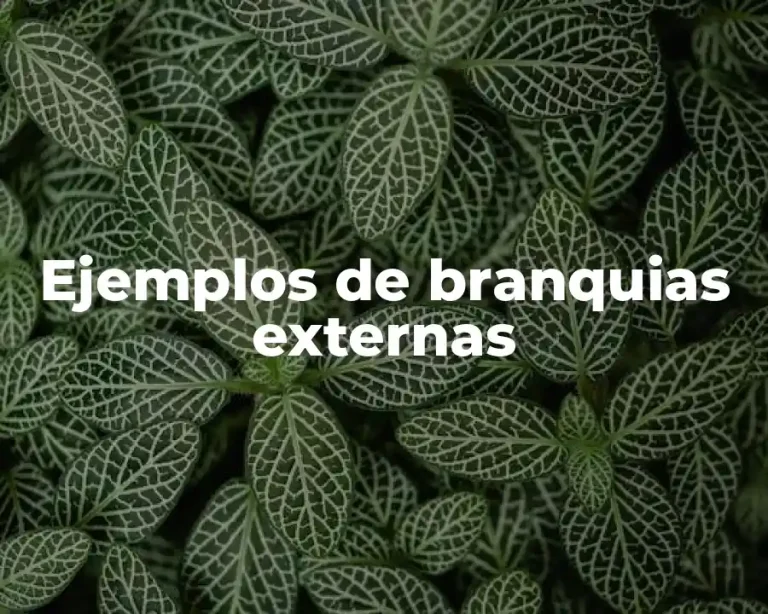 Ejemplos de branquias externas