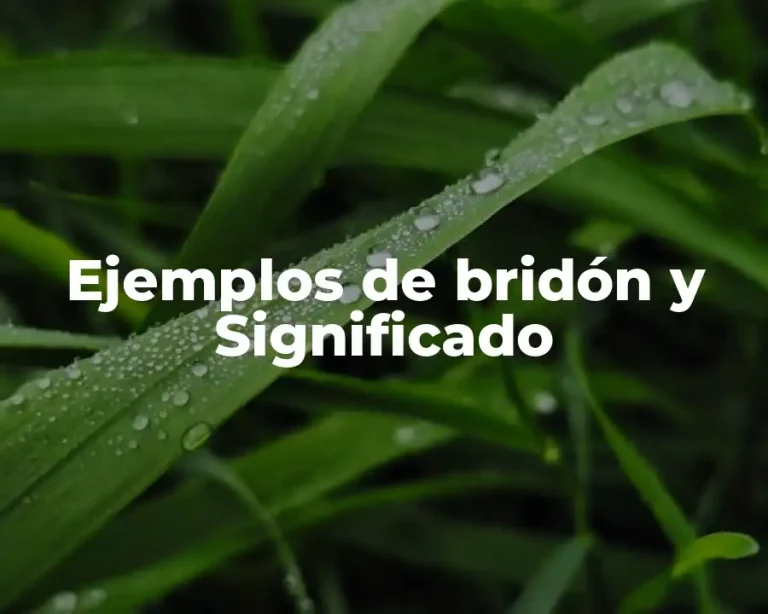 Ejemplos de bridón y Significado