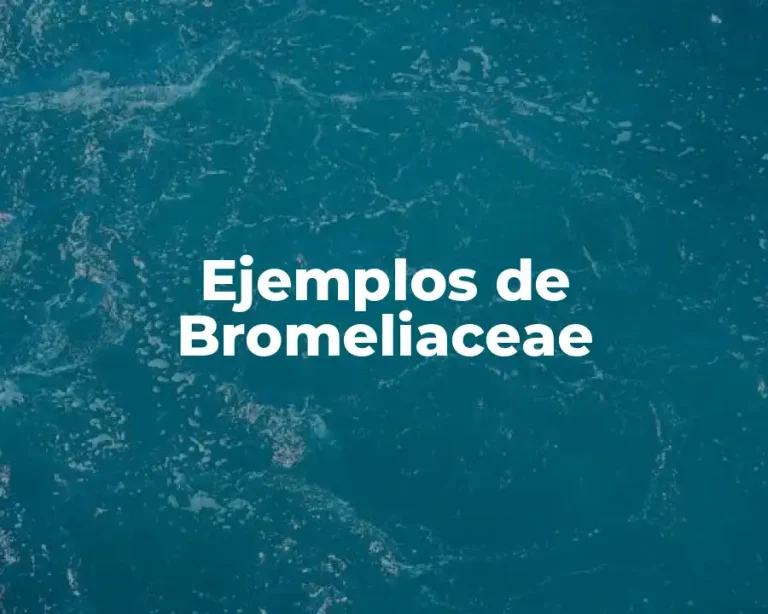 Ejemplos de Bromeliaceae