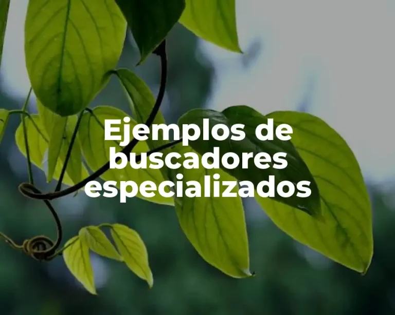 Ejemplos de buscadores especializados