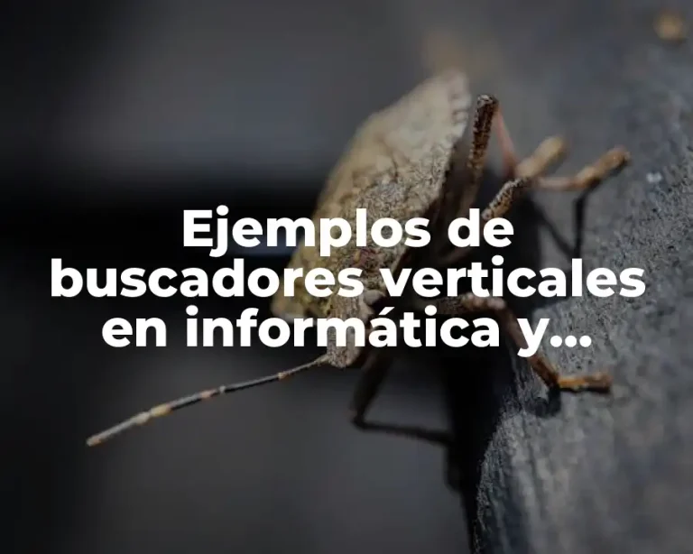 Ejemplos de buscadores verticales en informática y Significado
