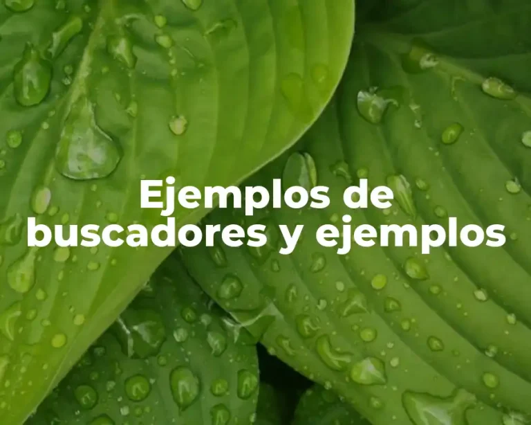 Ejemplos de buscadores y ejemplos