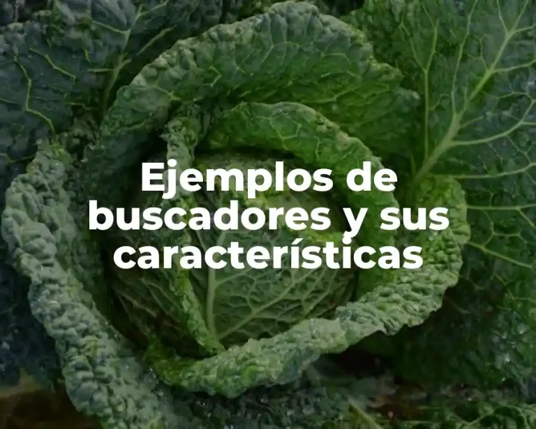 Ejemplos de buscadores y sus características