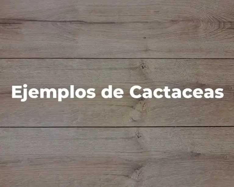 Ejemplos de Cactaceas