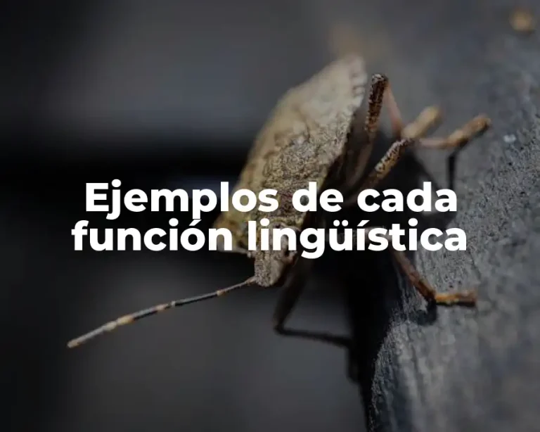 Ejemplos de cada función lingüística
