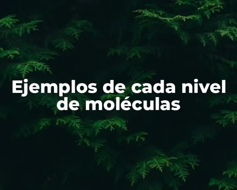 Ejemplos de cada nivel de moléculas