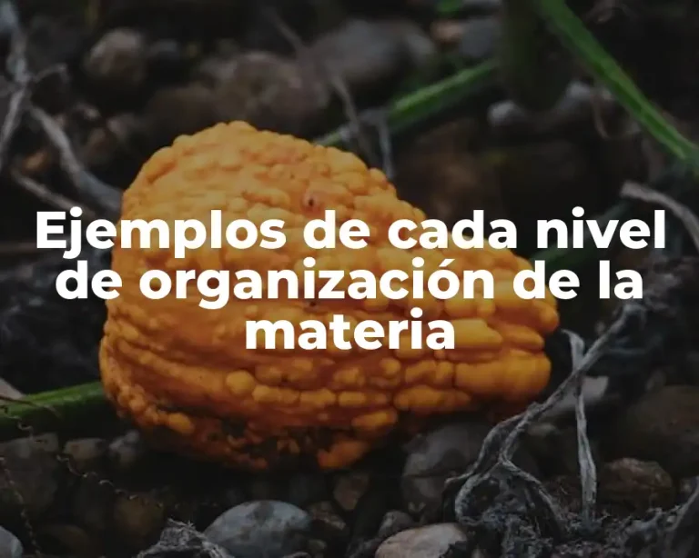 Ejemplos de cada nivel de organización de la materia