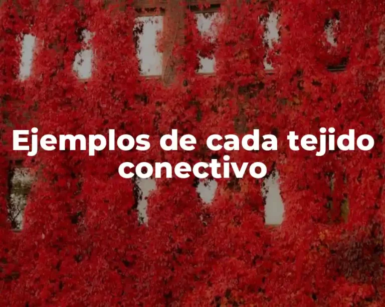 Ejemplos de cada tejido conectivo