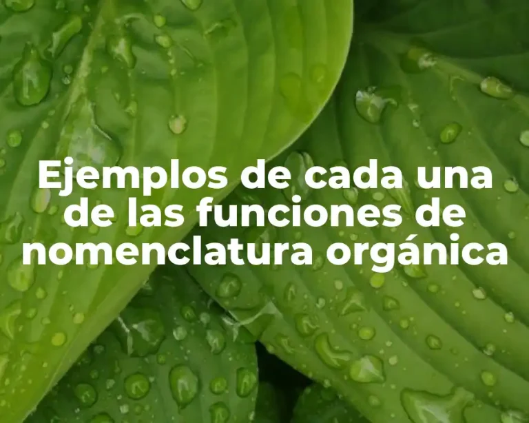 Ejemplos de cada una de las funciones de nomenclatura orgánica