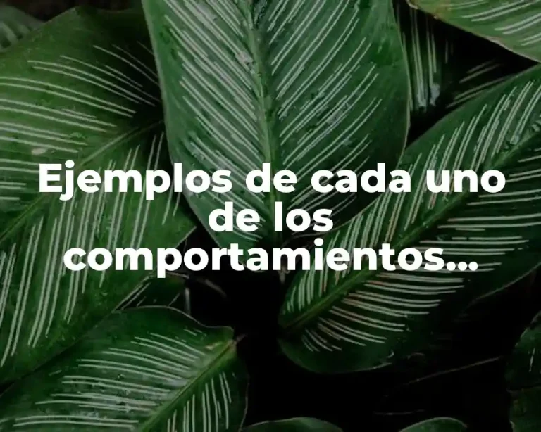 Ejemplos de cada uno de los comportamientos perjudiciales