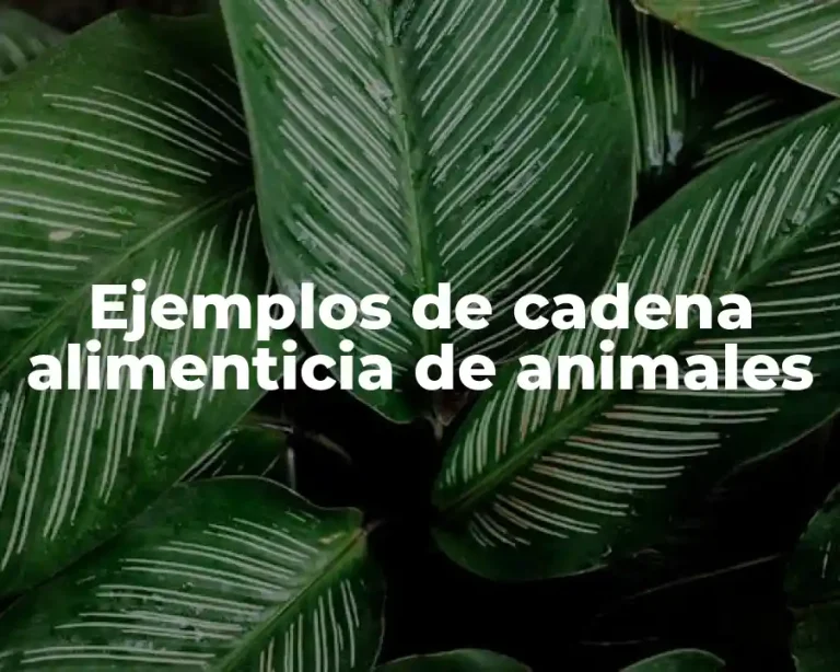 Ejemplos de cadena alimenticia de animales