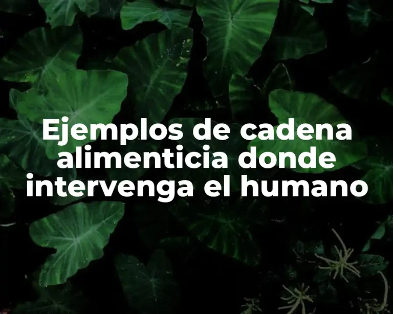 Ejemplos de cadena alimenticia donde intervenga el humano