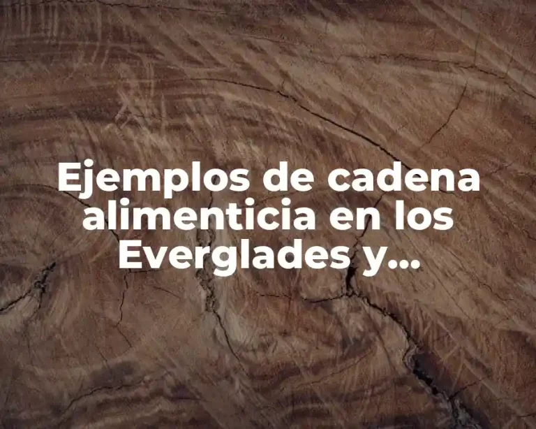 Ejemplos de cadena alimenticia en los Everglades y Significado