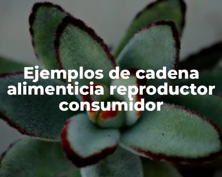 Ejemplos de cadena alimenticia reproductor consumidor