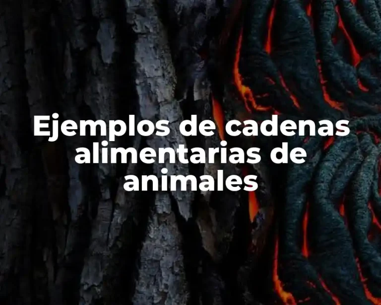 Ejemplos de cadenas alimentarias de animales
