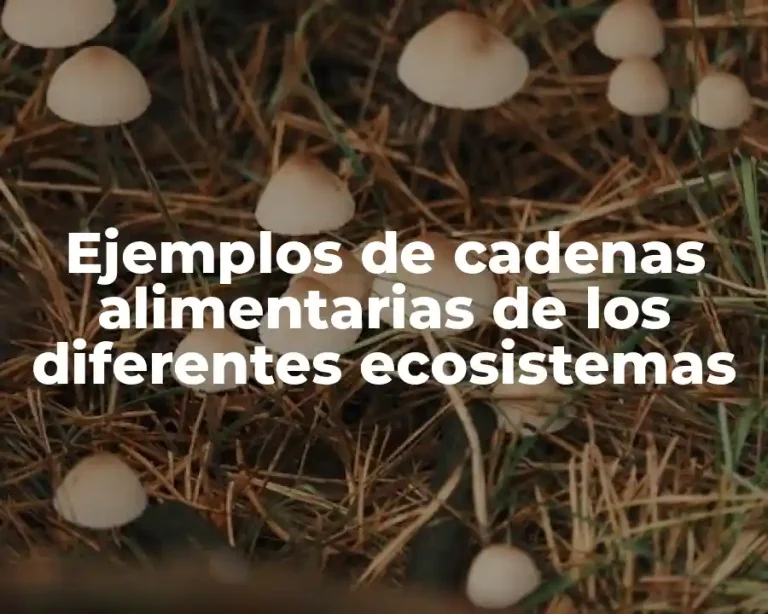 Ejemplos de cadenas alimentarias de los diferentes ecosistemas