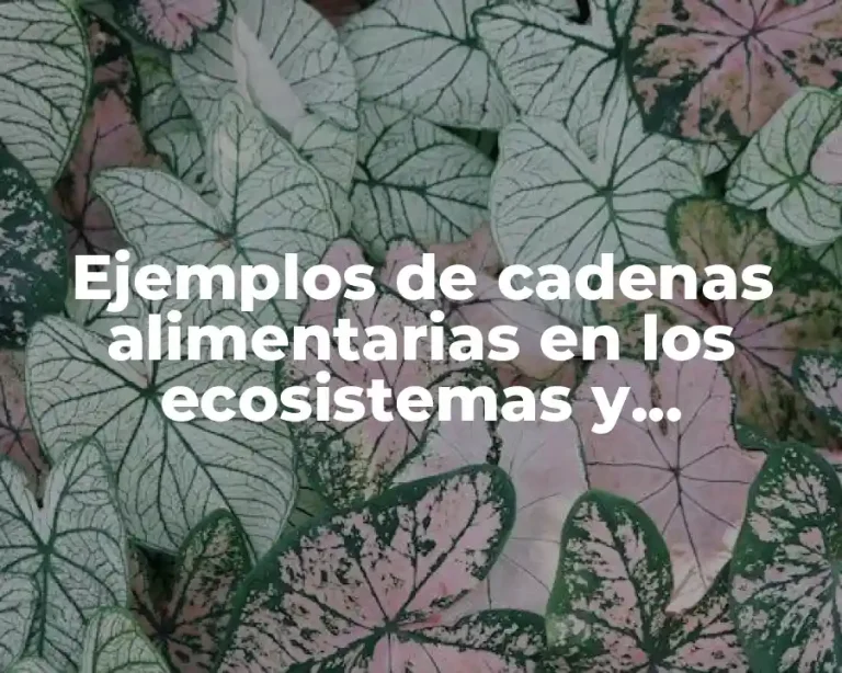 Ejemplos de cadenas alimentarias en los ecosistemas y Significado