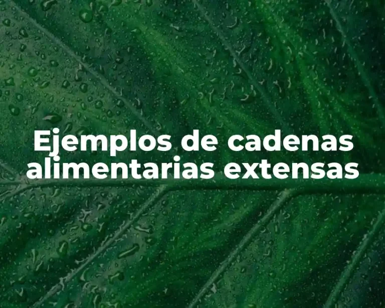 Ejemplos de cadenas alimentarias extensas