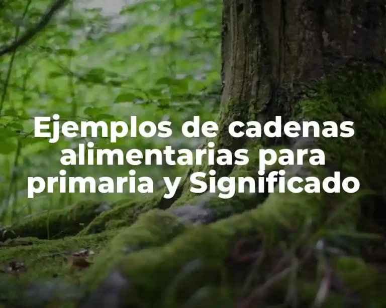 Ejemplos de cadenas alimentarias para primaria y Significado