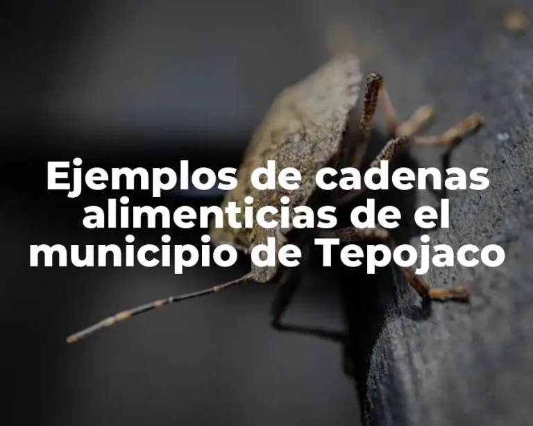 Ejemplos de cadenas alimenticias de el municipio de Tepojaco