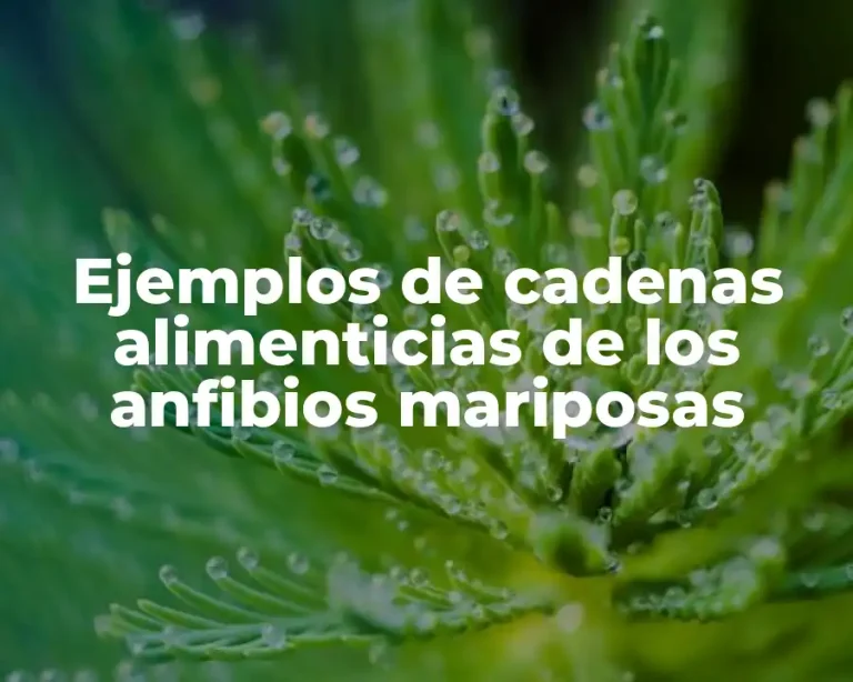 Ejemplos de cadenas alimenticias de los anfibios mariposas