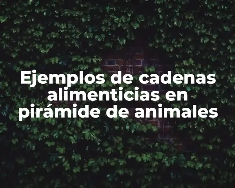 Ejemplos de cadenas alimenticias en pirámide de animales
