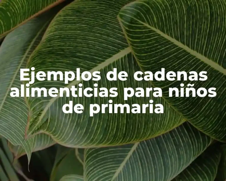 Ejemplos de cadenas alimenticias para niños de primaria