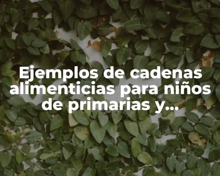 Ejemplos de cadenas alimenticias para niños de primarias y Significado