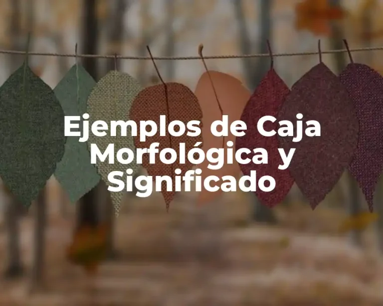 Ejemplos de Caja Morfológica y Significado
