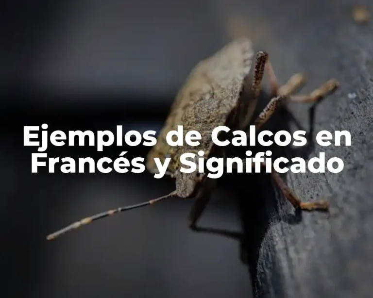 Ejemplos de Calcos en Francés y Significado