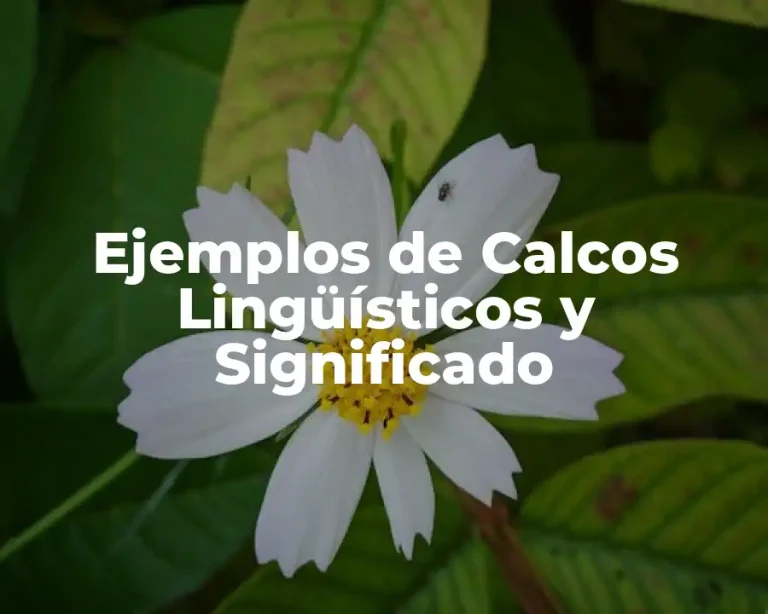 Ejemplos de Calcos Lingüísticos y Significado