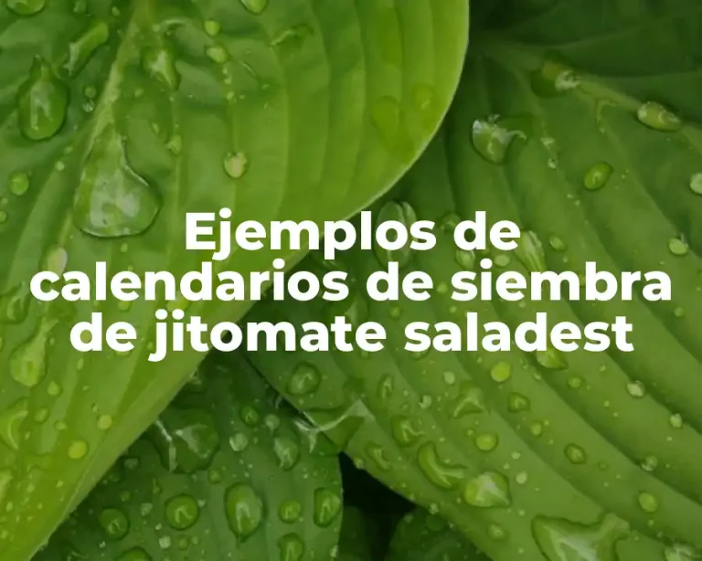 Ejemplos de calendarios de siembra de jitomate saladest