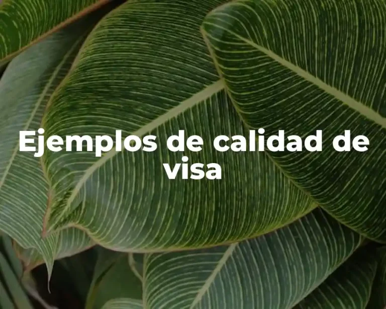 Ejemplos de calidad de visa