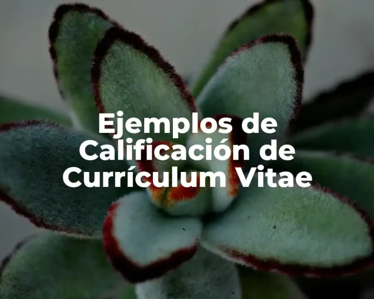 Ejemplos de Calificación de Currículum Vitae