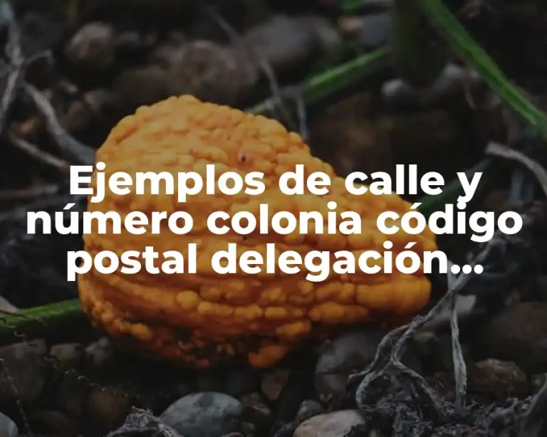Ejemplos de calle y número colonia código postal delegación Oaxaca