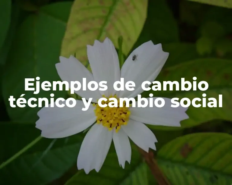 Ejemplos de cambio técnico y cambio social
