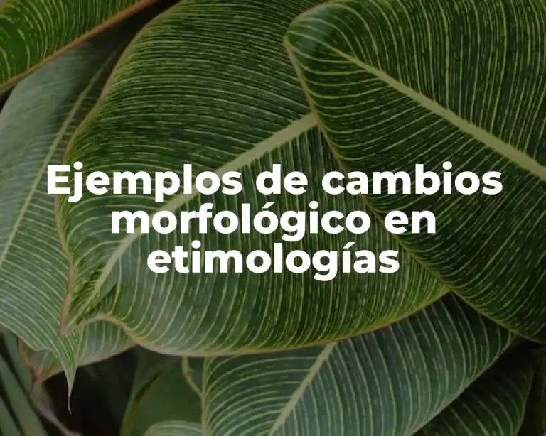 Ejemplos de cambios morfológico en etimologías