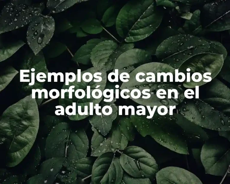 Ejemplos de cambios morfológicos en el adulto mayor