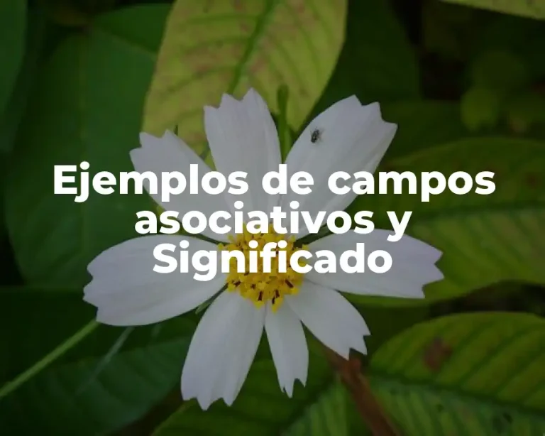 Ejemplos de campos asociativos y Significado