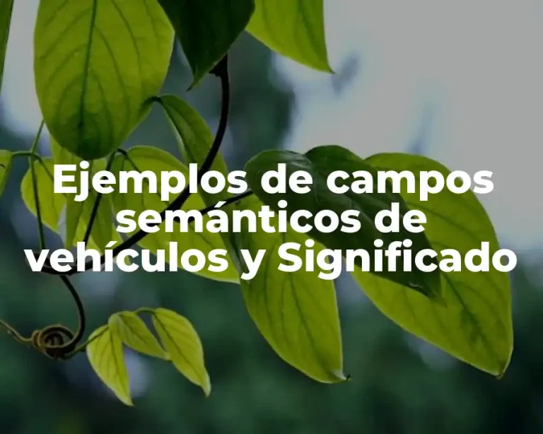 Ejemplos de campos semánticos de vehículos y Significado