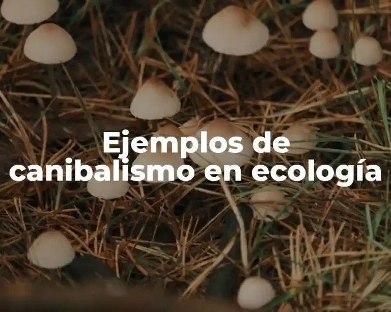 Ejemplos de canibalismo en ecología