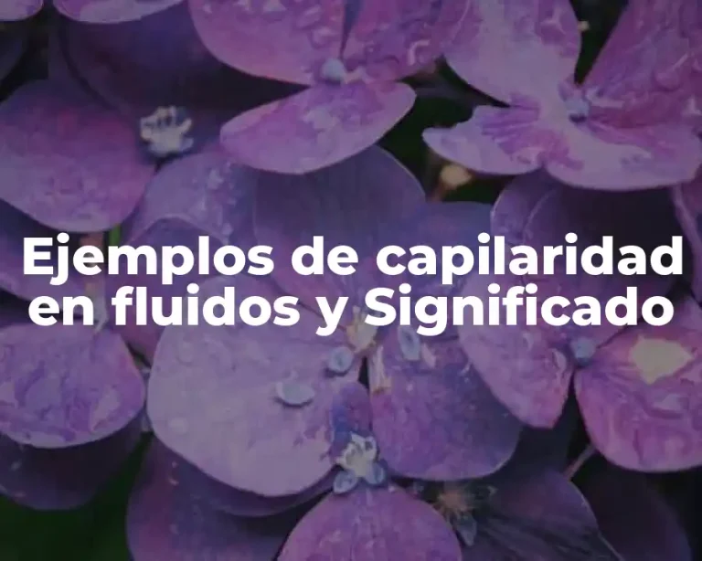 Ejemplos de capilaridad en fluidos y Significado