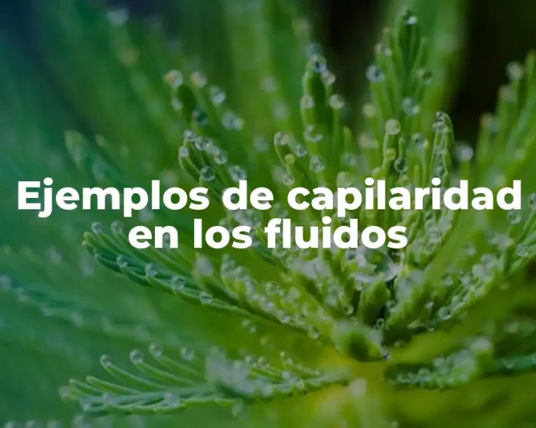Ejemplos de capilaridad en los fluidos