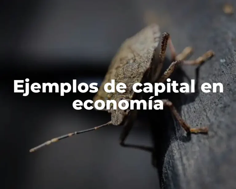 Ejemplos de capital en economía