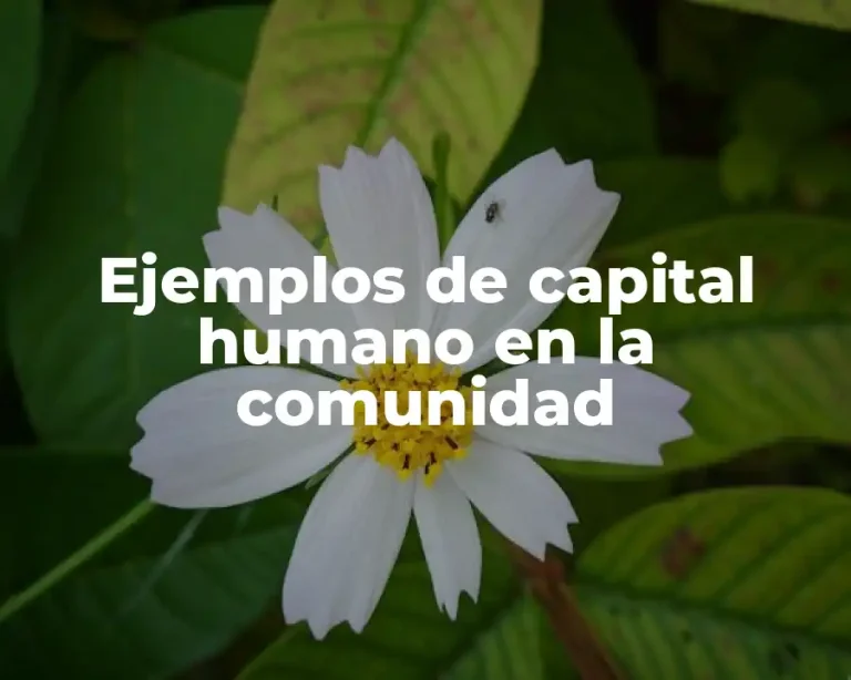 Ejemplos de capital humano en la comunidad