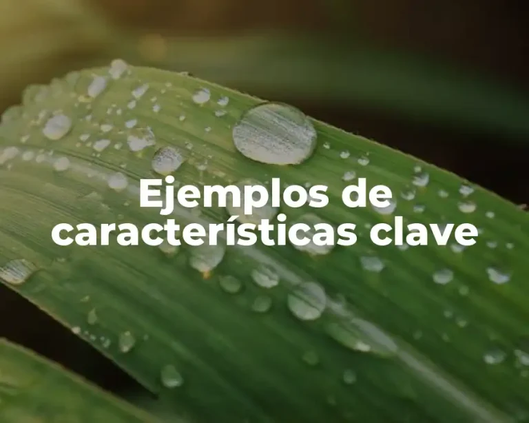 Ejemplos de características clave