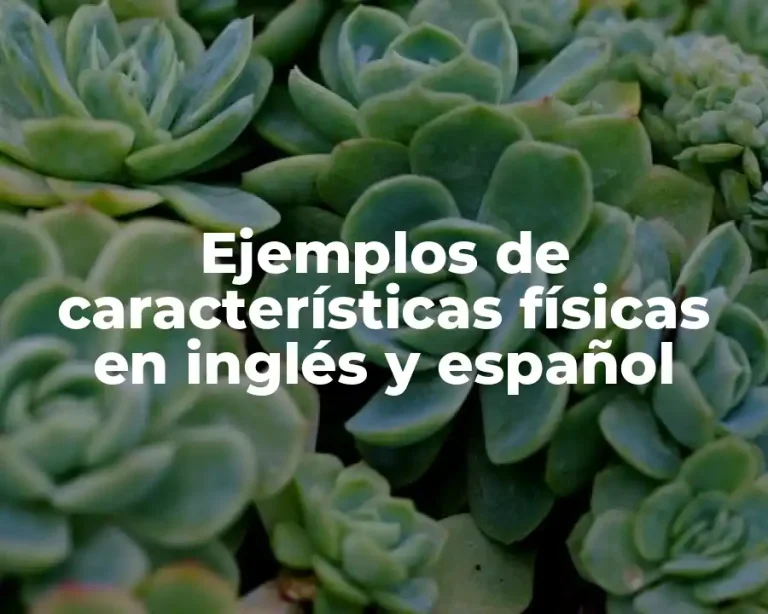 Ejemplos de características físicas en inglés y español