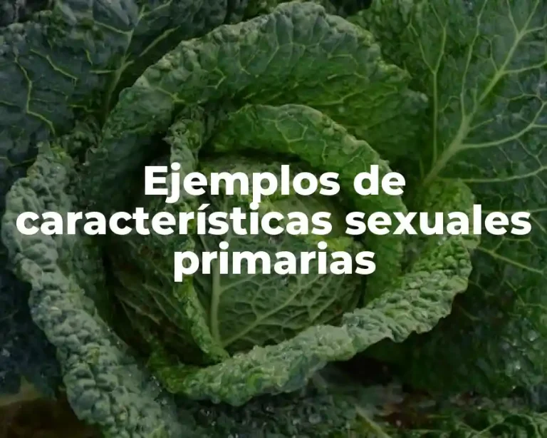 Ejemplos de características sexuales primarias