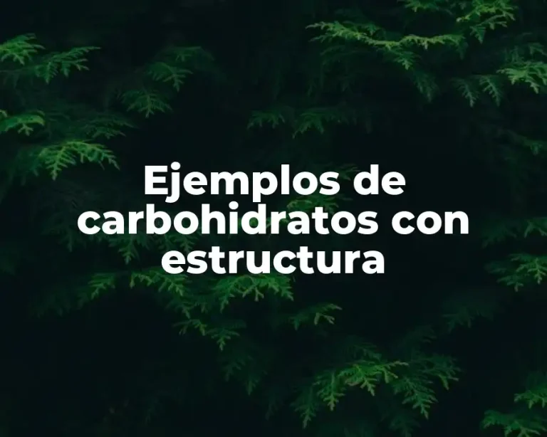 Ejemplos de carbohidratos con estructura